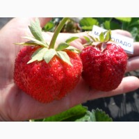 Продам рассаду крупноплодной сортовой садовой земляники (клубники)