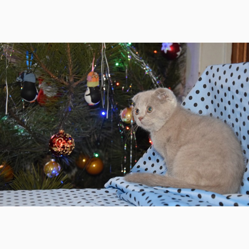 Фото 3. Скоттиш фолд, шотландский вислоухий плюшевый котенок