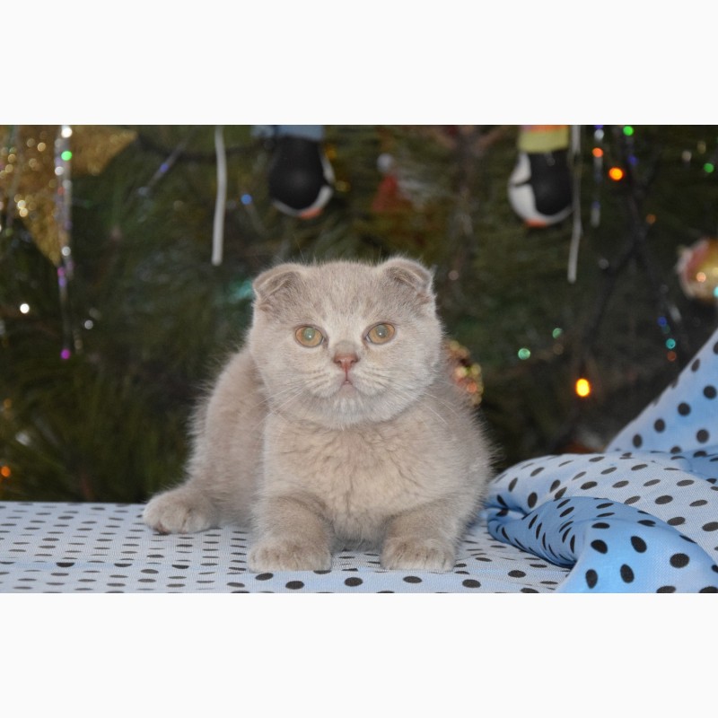 Фото 4. Скоттиш фолд, шотландский вислоухий плюшевый котенок