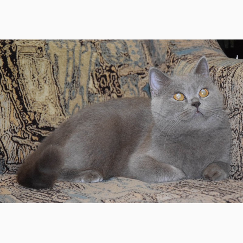 Фото 6. Скоттиш фолд, шотландский вислоухий плюшевый котенок