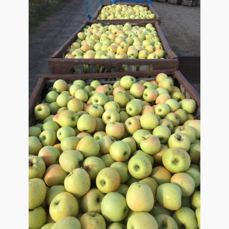 Фото 4. Продаем яблоки товарные и промпереработка, НДС
