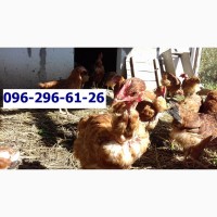 Суточные цыплята Испанка голошея.сезон 2023