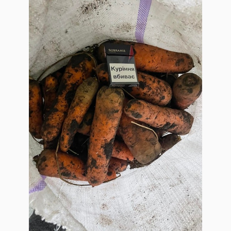 Фото 4. Продам моркву та буряк від виробника від 10 тонн