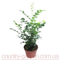 Продам комнатное растение Мурайю - траву императора и много других растений