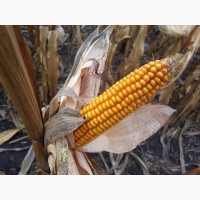 Семена гибрида кукурузы Сарта ФАО - 220