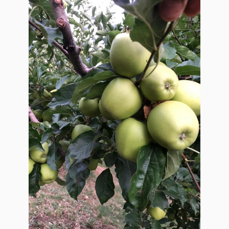 Фото 3. Из Турции оптовая продажа яблок