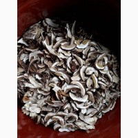 Продам сухі гриби ( сухой гриб)