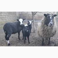 Продам Романовских овец молодняк