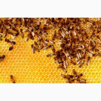 Продам бджолопакети терміново