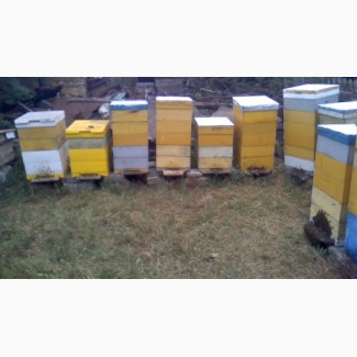 Продам пчелосемьи, порода Краинка