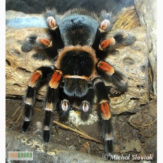 Продам пауки птицееды брахипельма смити (Мексиканский огненно-коленный паук-птицеед)