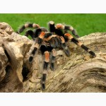 Продам пауки птицееды брахипельма смити (Мексиканский огненно-коленный паук-птицеед)