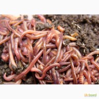 Красный калифорнийский червь(red worms eisenia fetida)