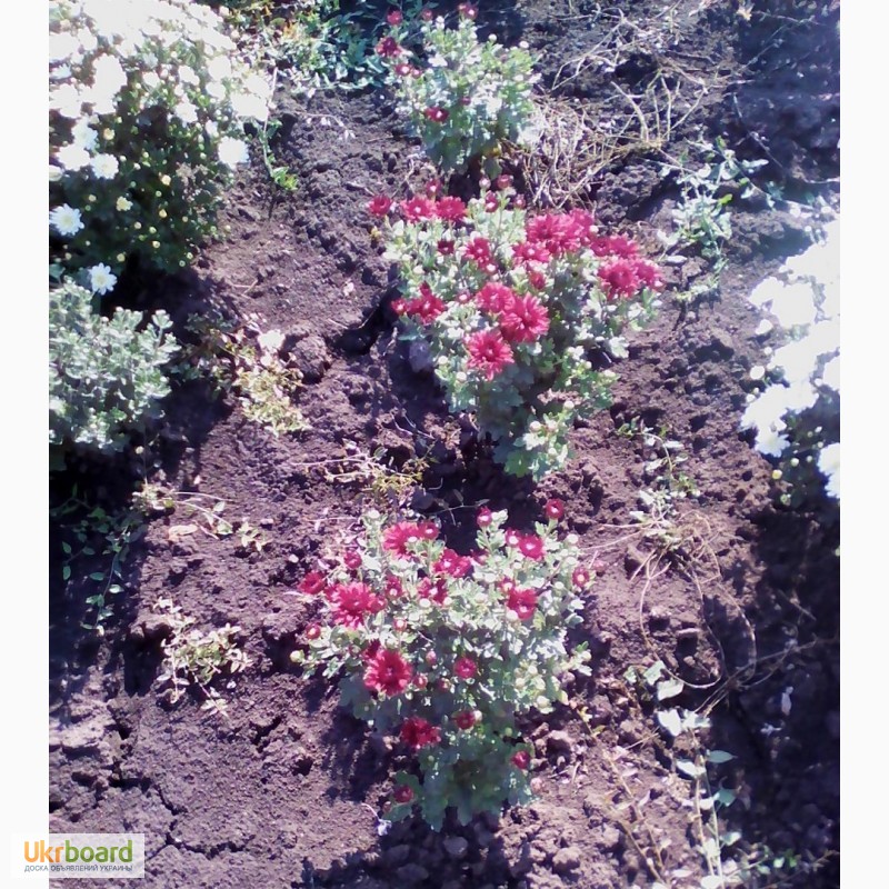 Фото 2. Хризантема мультифлора и крупноцветная