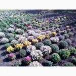 Хризантема мультифлора и крупноцветная