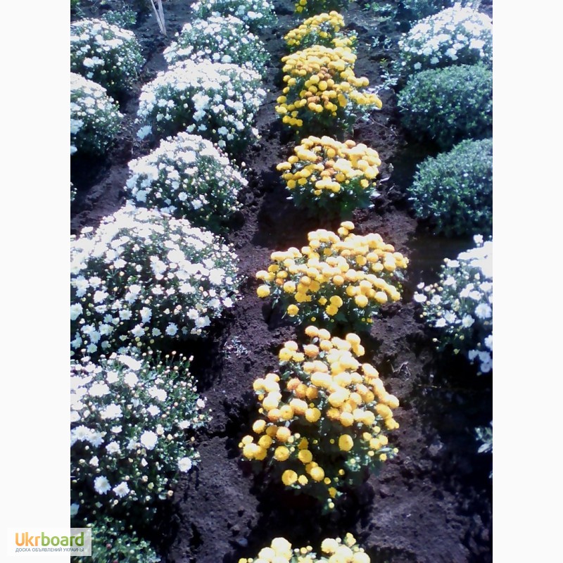 Фото 7. Хризантема мультифлора и крупноцветная