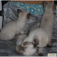 Продам тайских котят