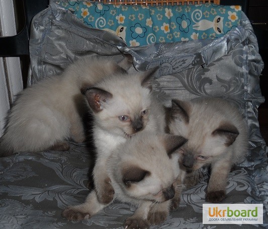 Фото 2. Продам тайских котят
