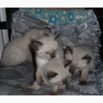 Продам тайских котят