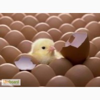 Яйця інкубаційні бройлерні