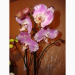 Орхидея Фаленопсис Спецсорт, Каскад, Стандарт