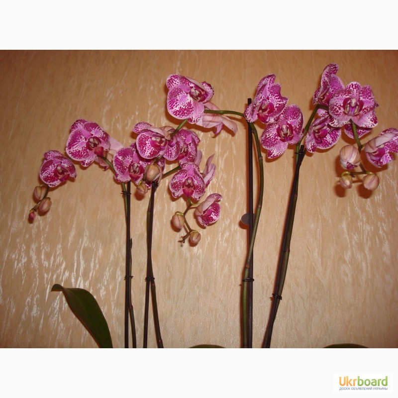Фото 2/14. Орхидея Фаленопсис Спецсорт, Каскад, Стандарт