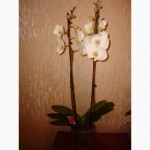 Орхидея Фаленопсис Спецсорт, Каскад, Стандарт