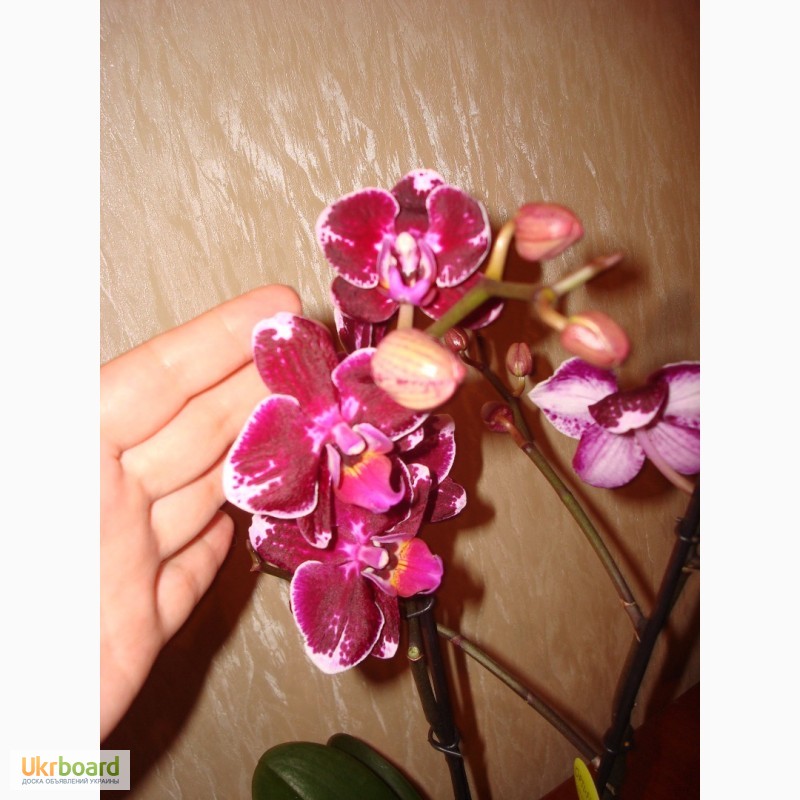 Фото 3/14. Орхидея Фаленопсис Спецсорт, Каскад, Стандарт
