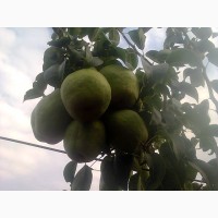 Продам саджанці фруктових дерев та горіхів