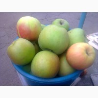 Продам саджанці фруктових дерев та горіхів