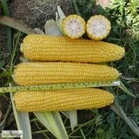 Семена кукурузы РАМ 1033, 1333, 8143, 8153, 8663, 6475