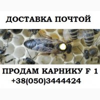 Пчеломатка Карника F-1. Отправка Новой Почтой, Интайм