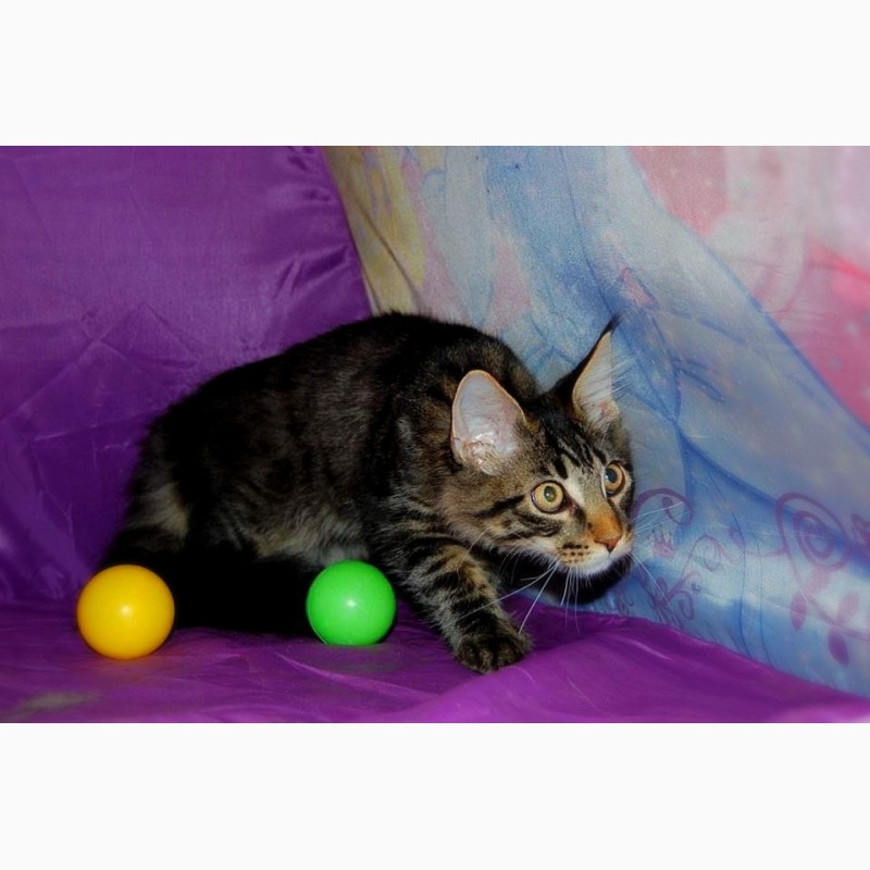 Фото 6. Мейн кун, крупный красивый котенок с документами WCF