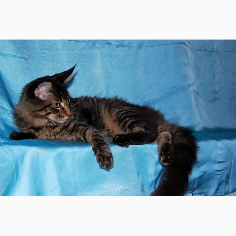 Фото 1/11. Мейн кун, крупный красивый котенок с документами WCF