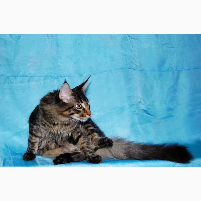 Фото 3/11. Мейн кун, крупный красивый котенок с документами WCF