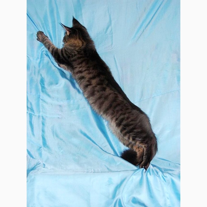 Фото 4. Мейн кун, крупный красивый котенок с документами WCF