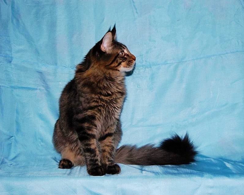 Фото 5. Мейн кун, крупный красивый котенок с документами WCF