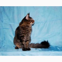 Мейн кун, крупный красивый котенок с документами WCF
