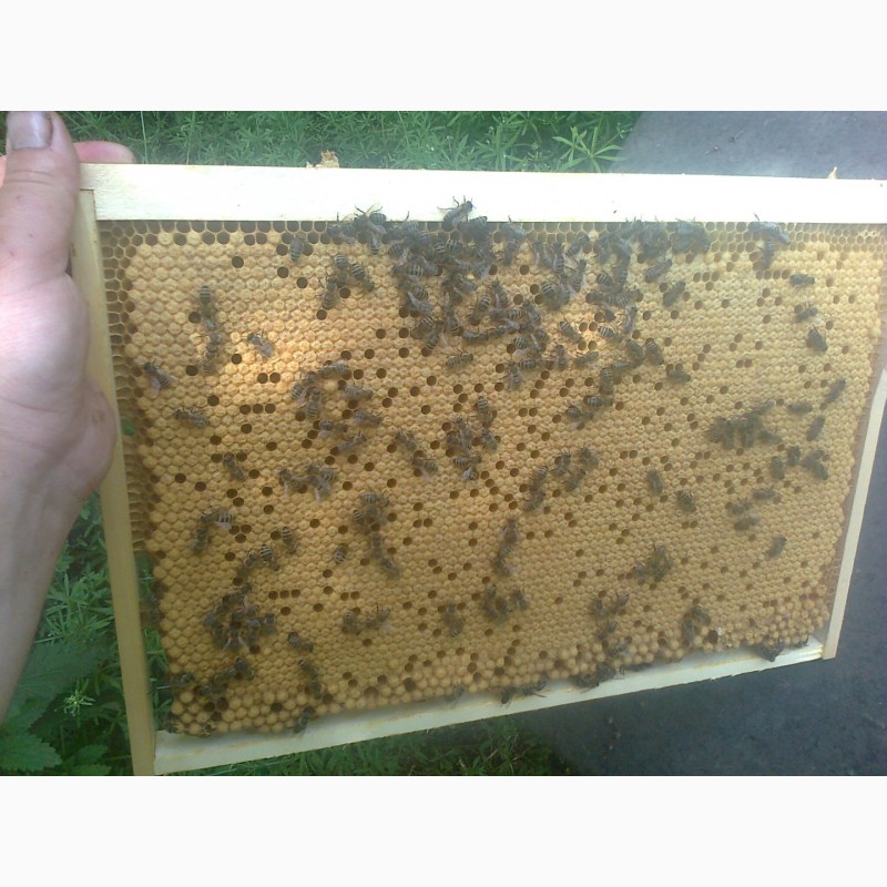 Фото 3. Пчеломатки-Бджоломатки карника