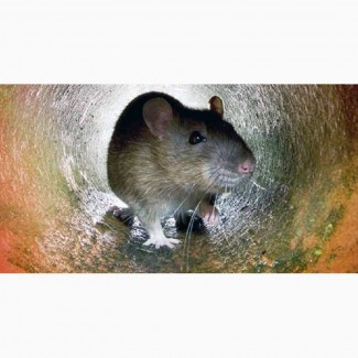 Уничтожение крыс и мышей в Харькове