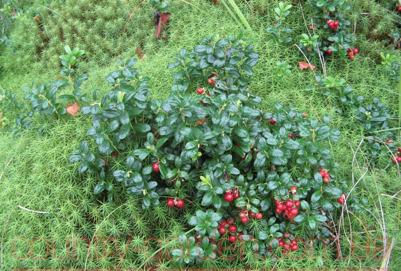 Фото 5. Продам саженцы Брусники и много других растений (опт от 1000 грн)