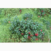 Продам саженцы Брусники и много других растений (опт от 1000 грн)