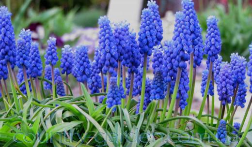 Фото 2. Продам Мусраки различных цветов: голубой, синий, белый, красный и много других растений