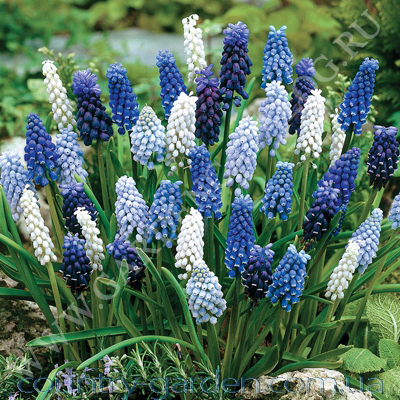 Фото 3. Продам Мусраки различных цветов: голубой, синий, белый, красный и много других растений