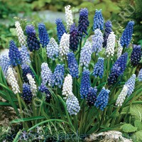 Продам Мусраки различных цветов: голубой, синий, белый, красный и много других растений