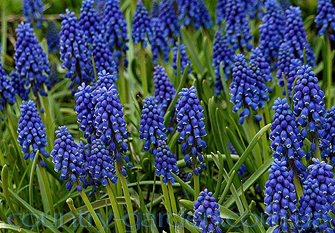 Фото 6. Продам Мусраки различных цветов: голубой, синий, белый, красный и много других растений