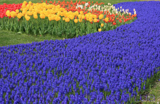 Фото 7. Продам Мусраки различных цветов: голубой, синий, белый, красный и много других растений