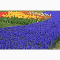 Продам Мусраки различных цветов: голубой, синий, белый, красный и много других растений
