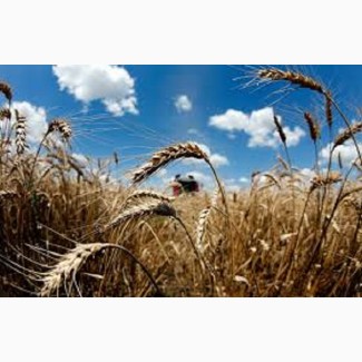 Семена озимой пшеницы Фаустус Германия