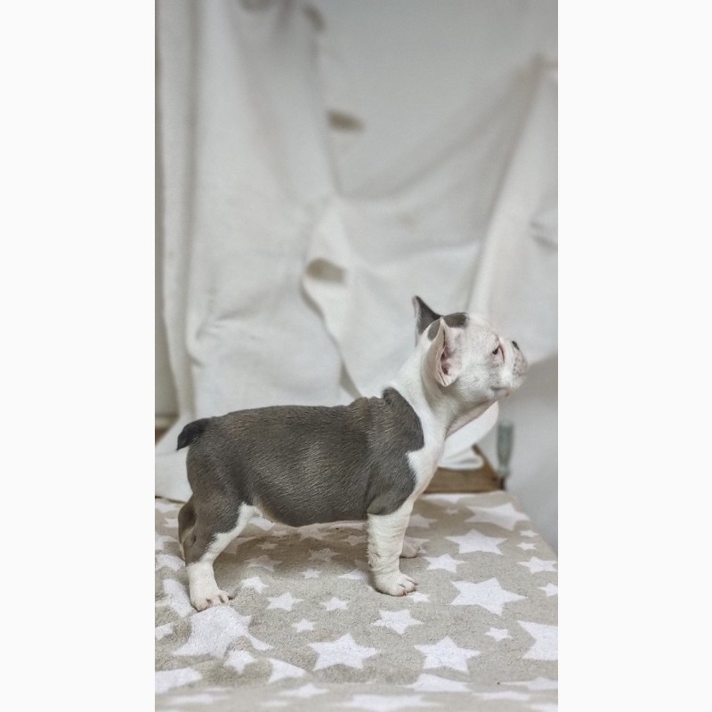 Фото 3/17. French bulldogs puppys of exotic colors